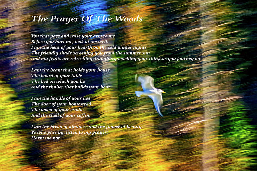 Nature Photograph - The Prayer Of The Woods 3 by Steve Harrington