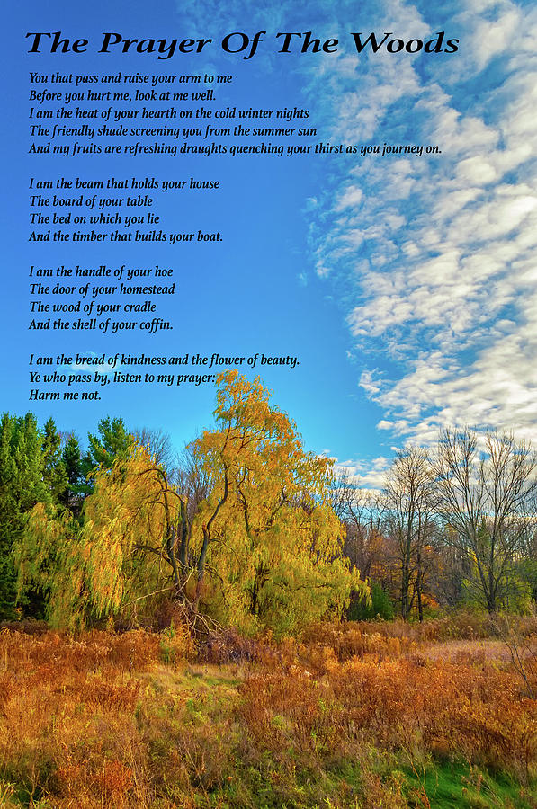 The Prayer Of The Woods Photograph