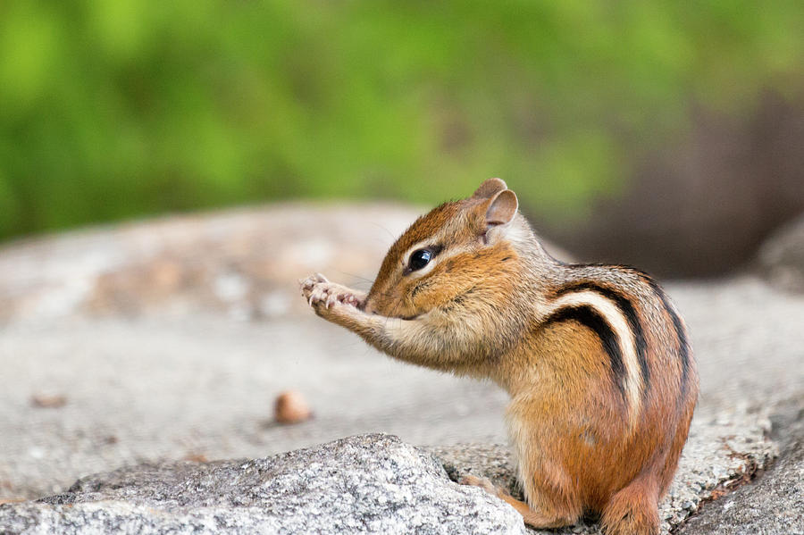 The Praying Chipmunk Photograph by Brian Hale