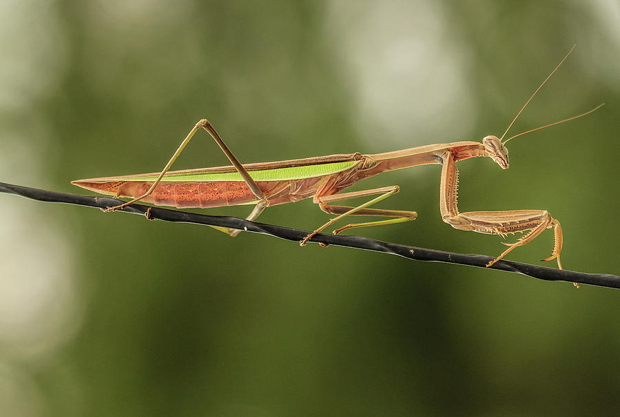 The Praying Mantis and the Antenna Photograph by Joni Eskridge