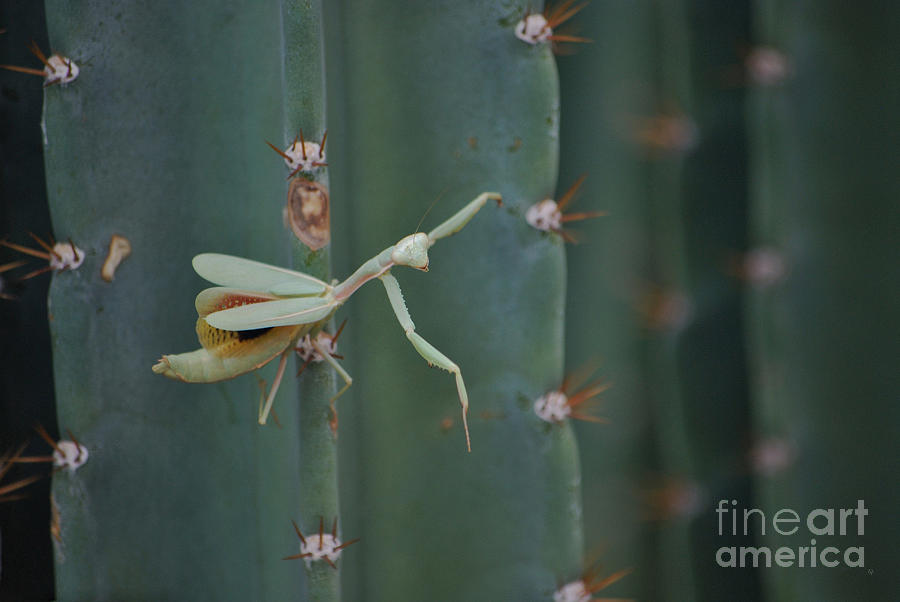 The Praying Mantis Photograph by Donna Greene