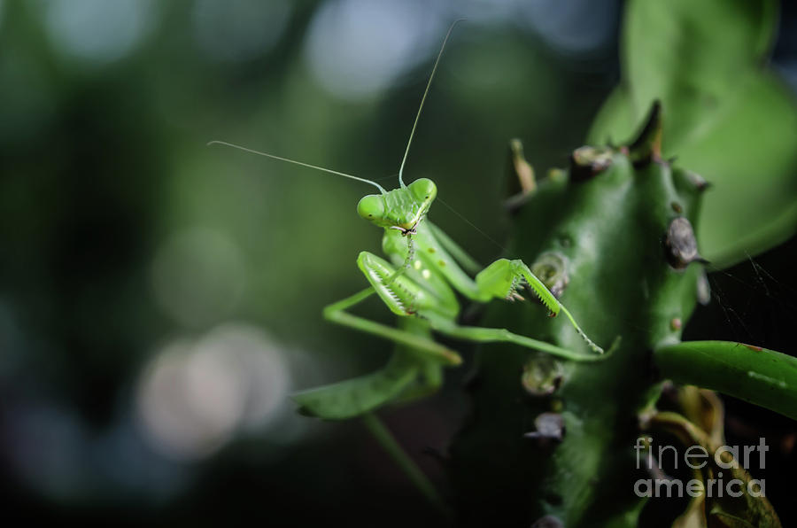 The Praying Mantis Photograph by Michelle Meenawong