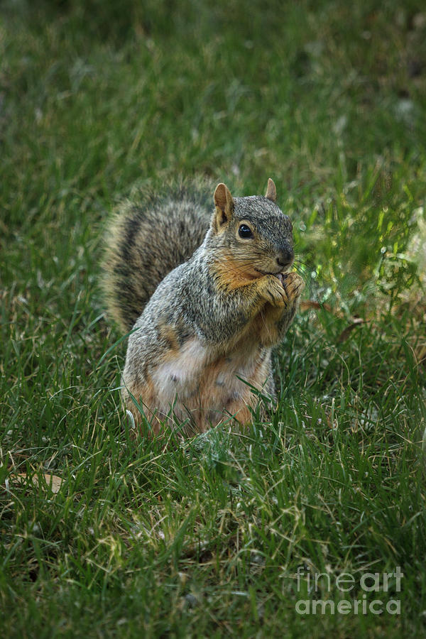 Tree Photograph - The Praying Squirrel by Robert Bales