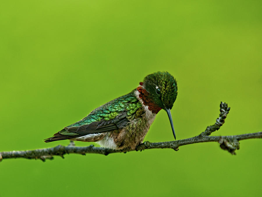 The Preening Hummingbird Photograph by Lara Ellis