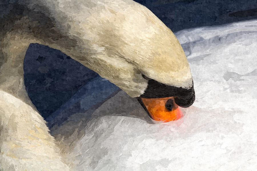 The Preening Swan Art Photograph by David Pyatt
