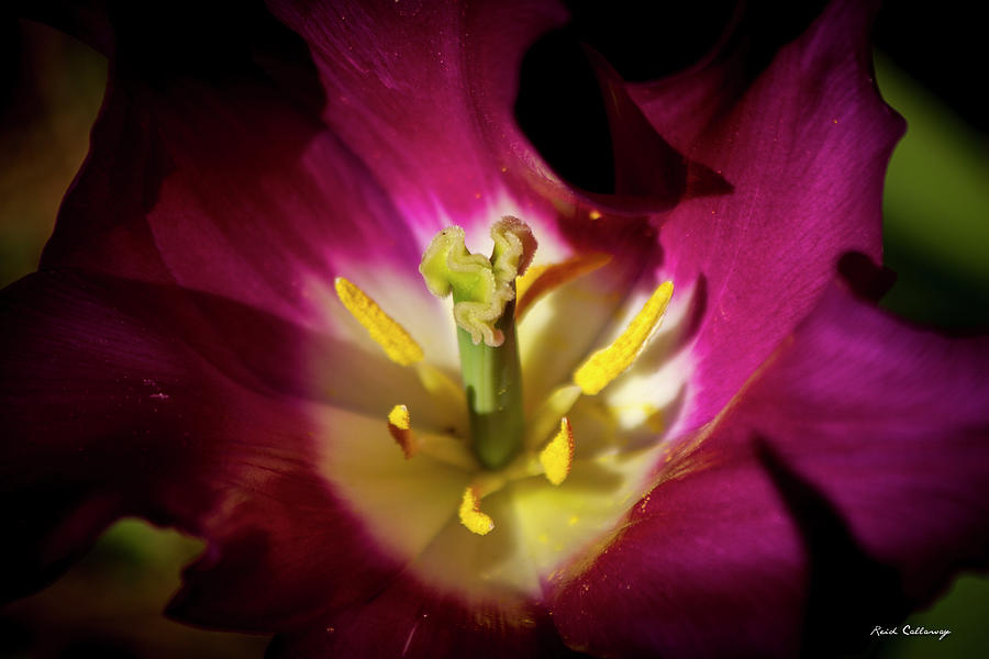 The Presentation 2 Tulip Flower Art Photograph by Reid Callaway