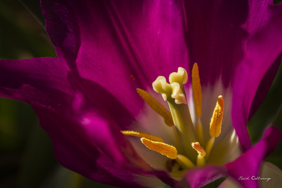The Presentation Tulip Flower Art Photograph by Reid Callaway