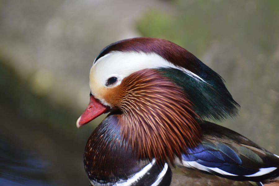 Drake Photograph - The Prettiest Duck by Don Columbus