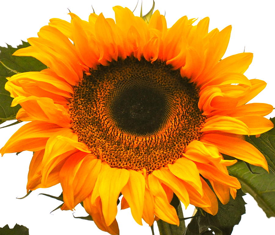 The Prettiest Sunflower Photograph