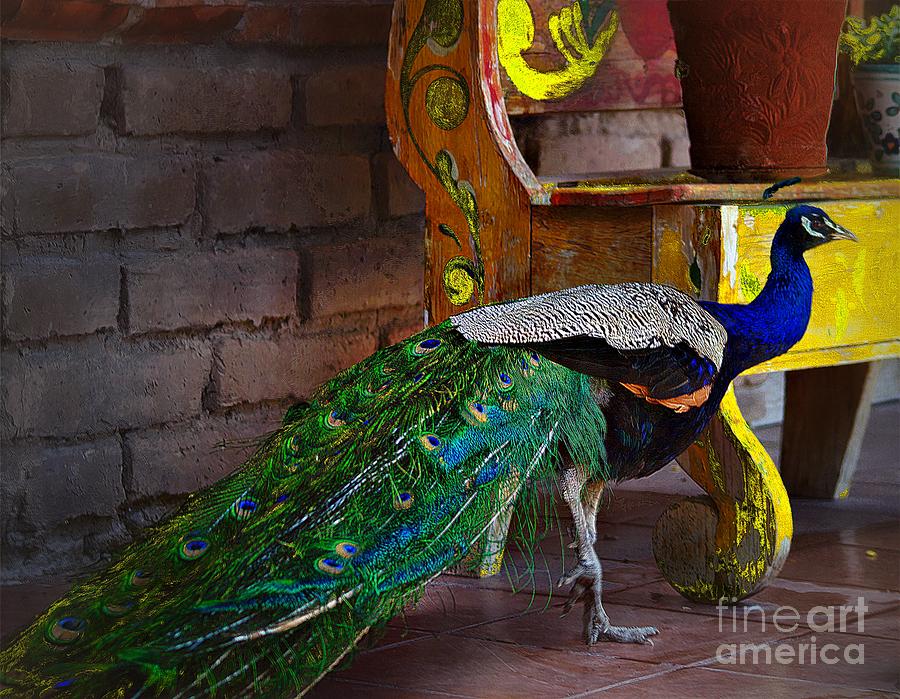 The Pretty Peacock Photograph by John  Kolenberg