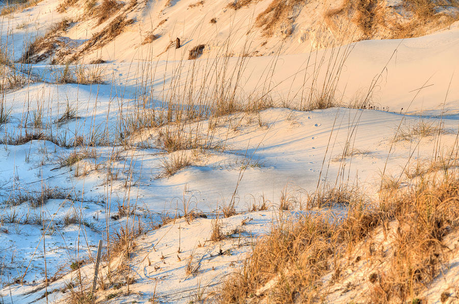 The Pristine Dunes of St Joe State Park Photograph by JC Findley
