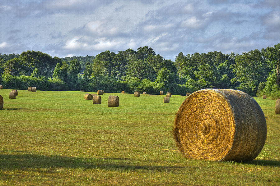 Greensboro Photograph - The Productive Southern Hay Field by Reid Callaway
