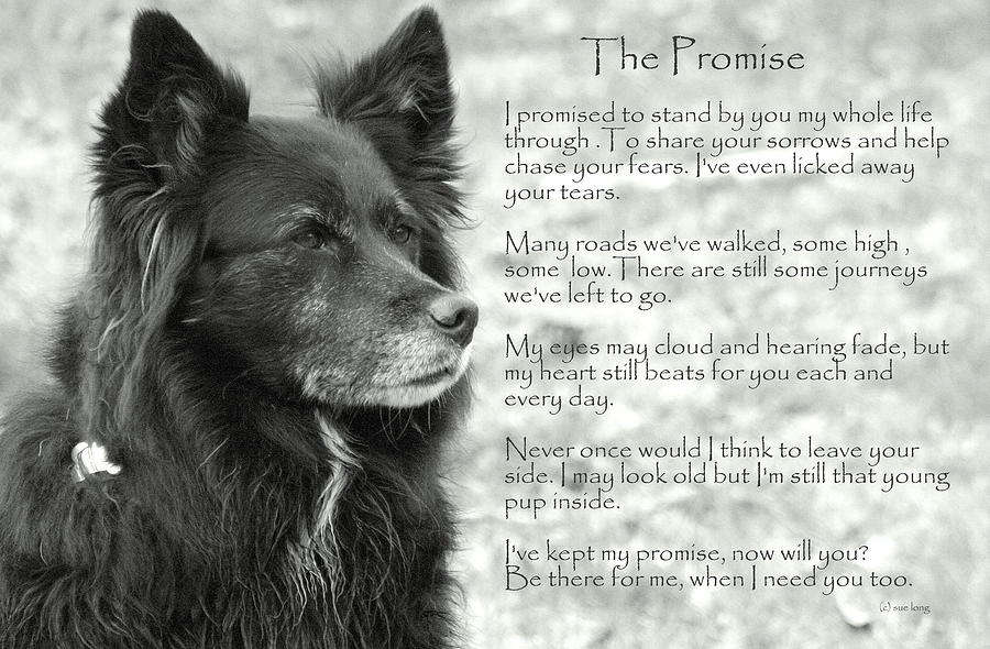 The Promise Photograph by Sue Long