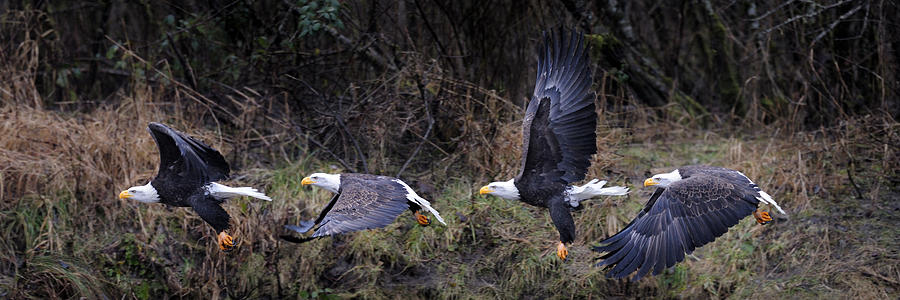 The promnade of Bald Eagle Photograph by Yoshiki Nakamura