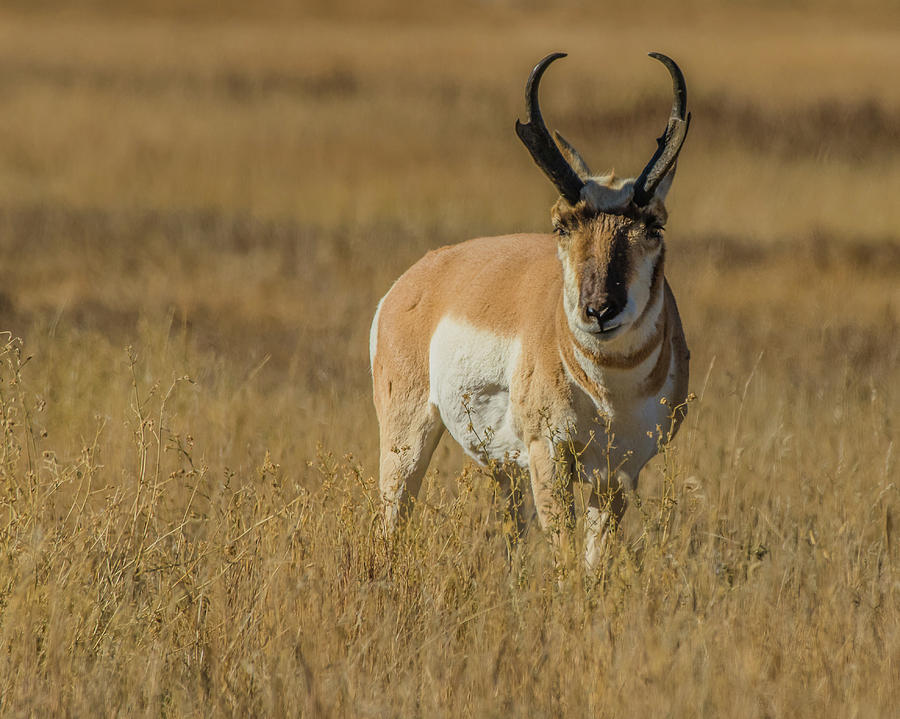 The Pronghorn Buck In Fall Photograph by Yeates Photography