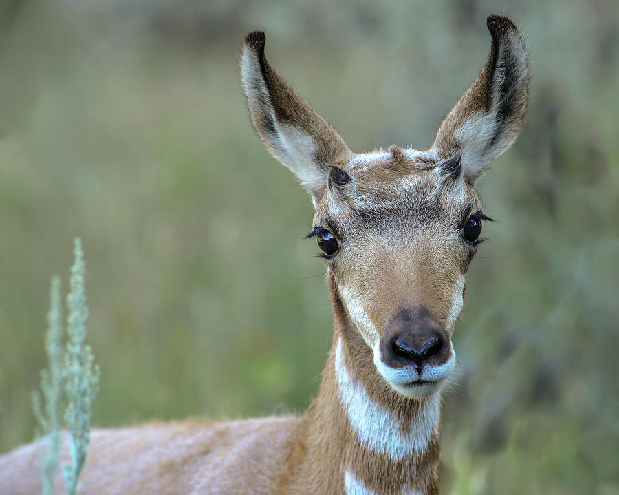 The Pronghorn Photograph by Yeates Photography