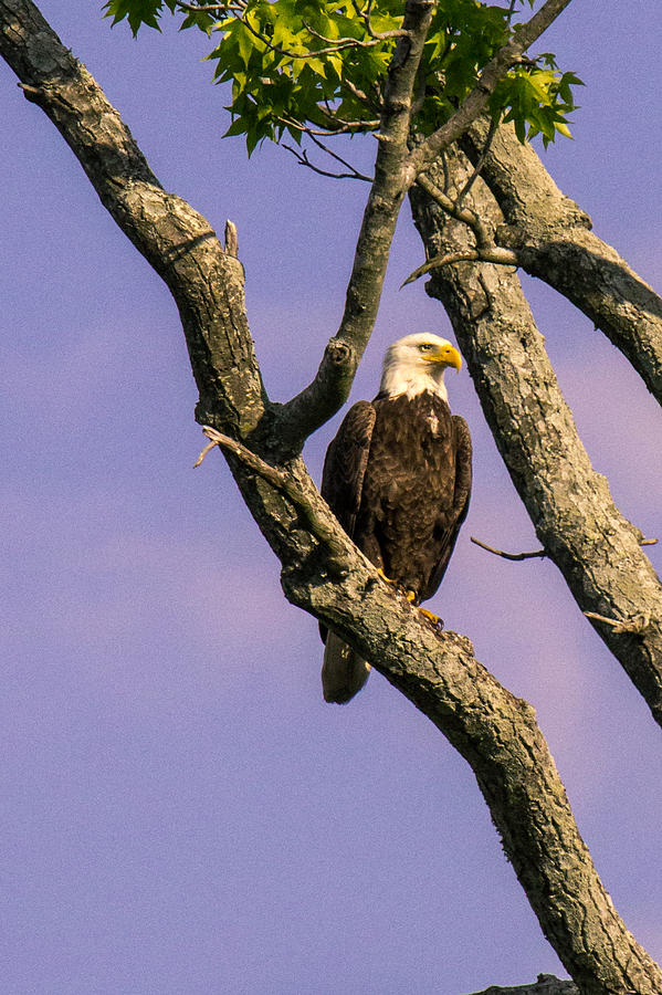 Eagle Photograph - The Protector by Pete Federico Eagle Photograph - The Protector by Pete Federico