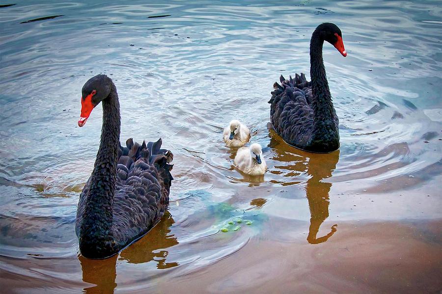 Nature Photograph - The Protectors, Black Swans and Cygnets by Zayne Diamond