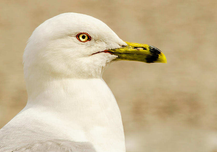 The Proud Gull Photograph by John Roach
