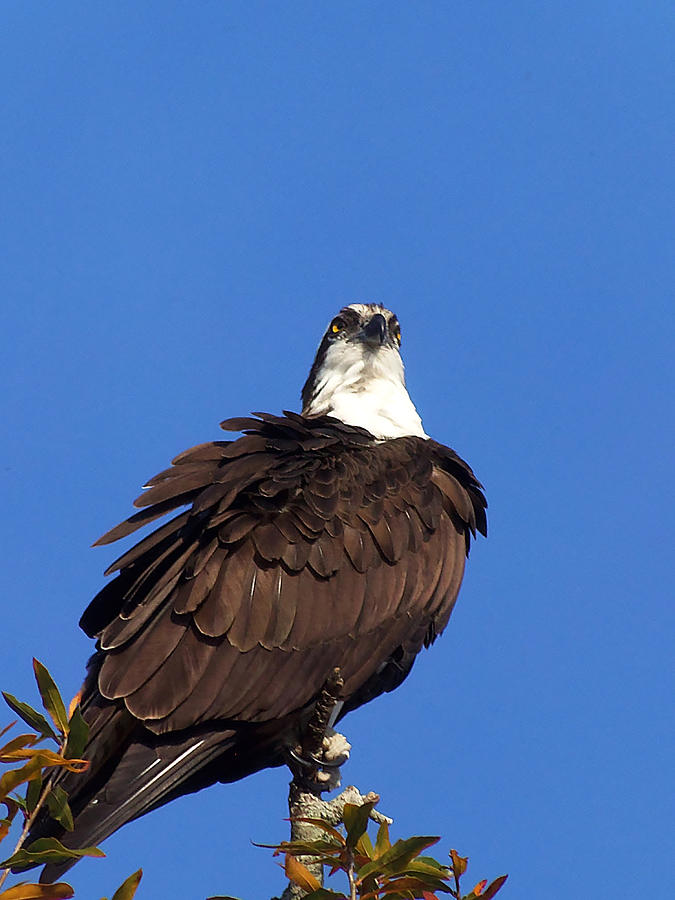 The Proud Osprey Photograph by Christopher Mercer