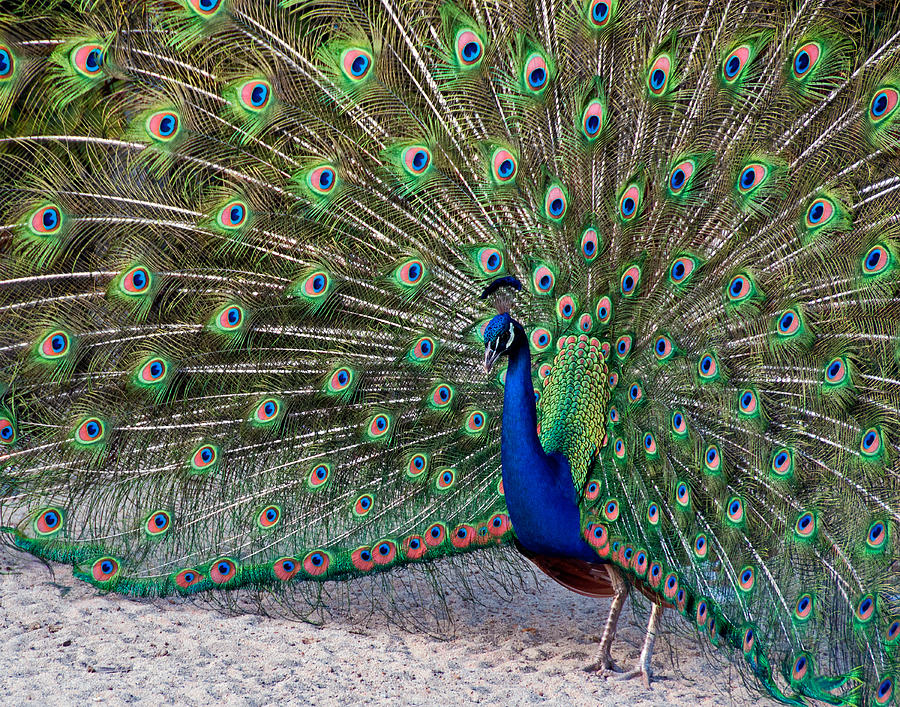 The proud Peacock Photograph by Thanh Thuy Nguyen