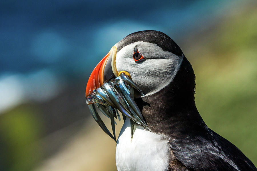 The Puffin, The Sea Photograph by Framing Places
