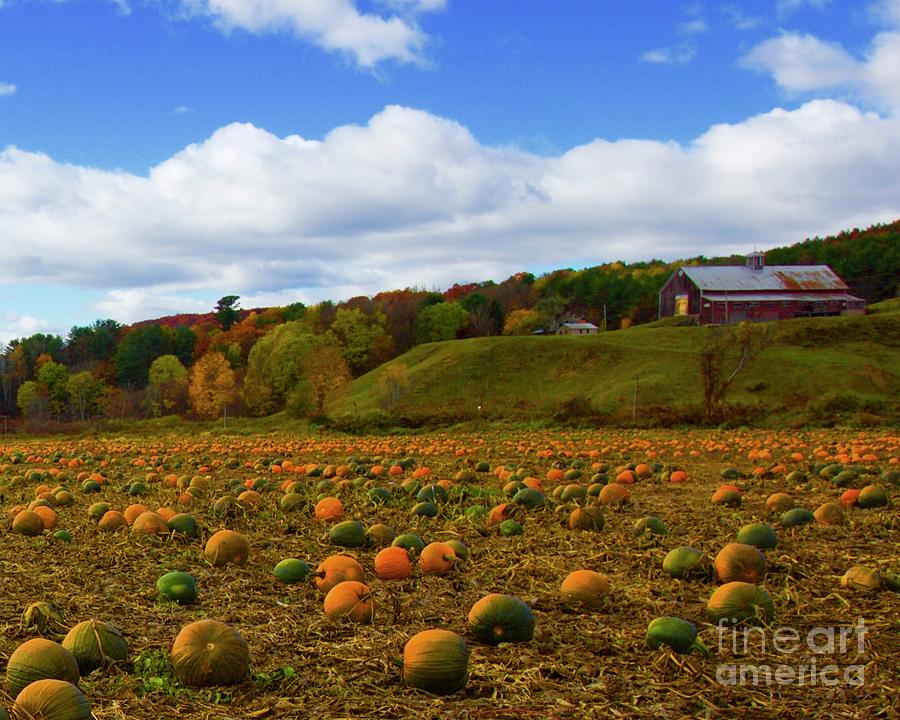The Pumpkin Farm Photograph by Alice Mainville