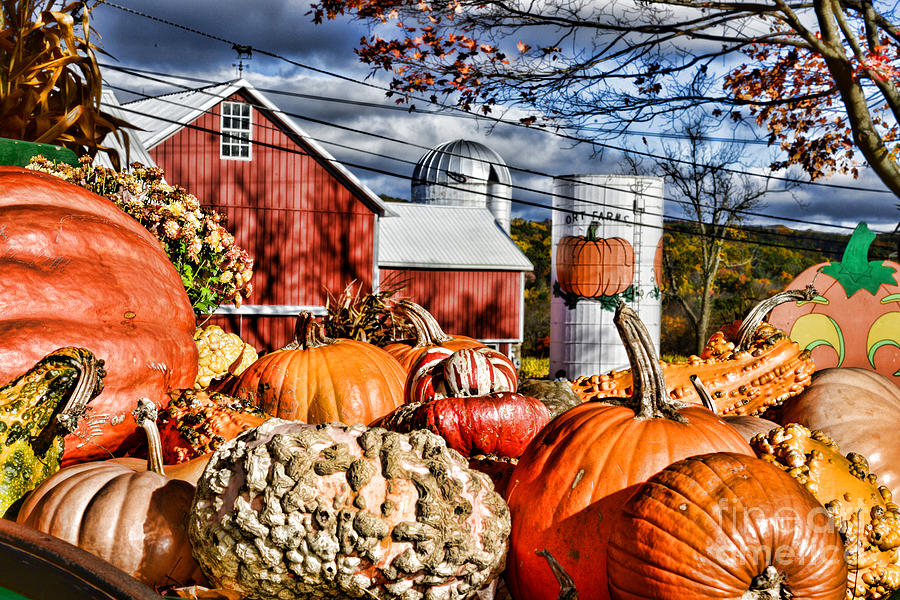 The Pumpkin Farm Photograph by Paul Ward - Fine Art America
