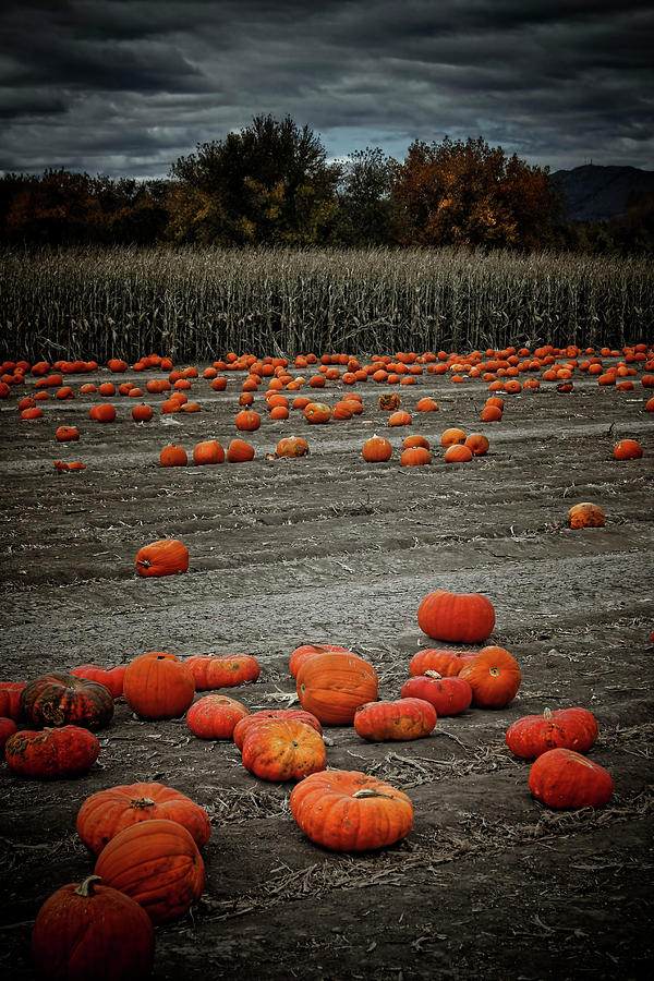 Pumpkin Digital Art - The Pumpkin Patch by Ellen Heaverlo