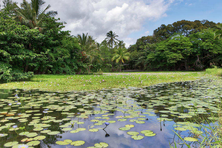 The Punaluu Lily Pond Photograph by Susan Rissi Tregoning