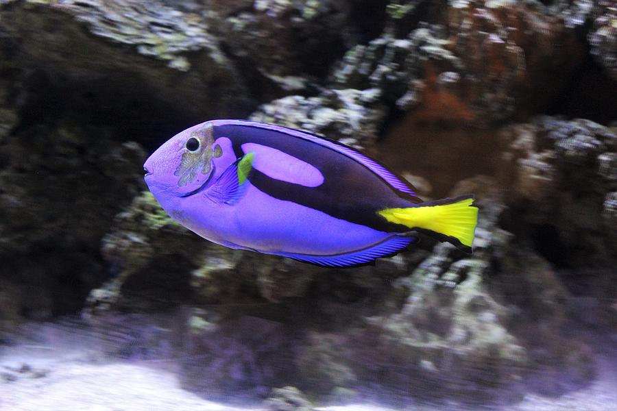 the-purple-fish-photograph-by-roxanne-basford-fine-art-america