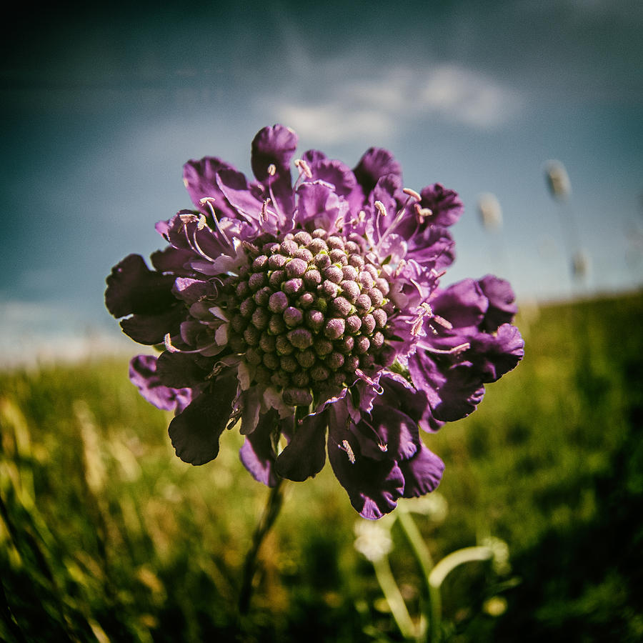 The Purple Flower Photograph by Bo Nielsen