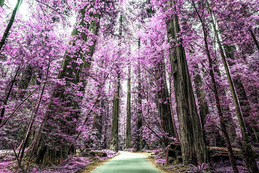 The Purple Forest 3 Photograph by Joseph S Giacalone