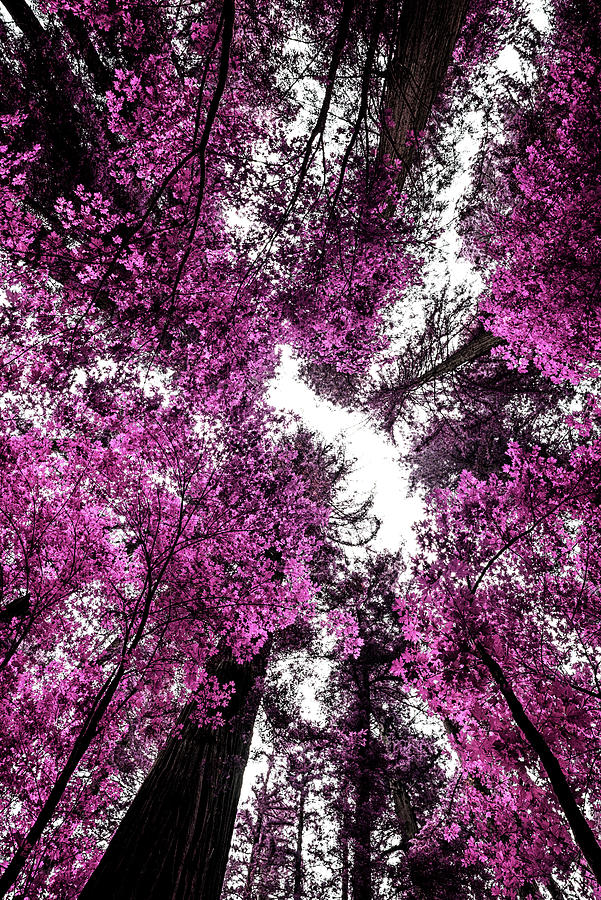 The Purple Forest Photograph by Joseph S Giacalone