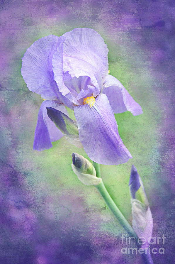 Iris Photograph - The Purple Iris by Andee Design
