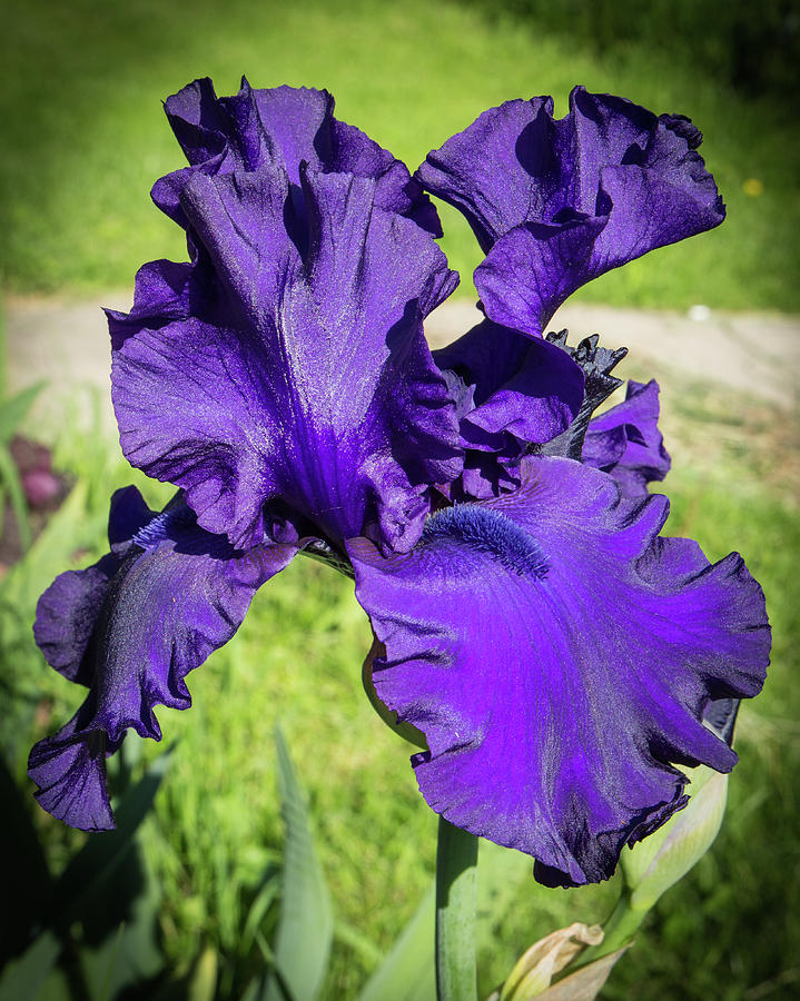 The Purple Iris Photograph by Mark Salamon