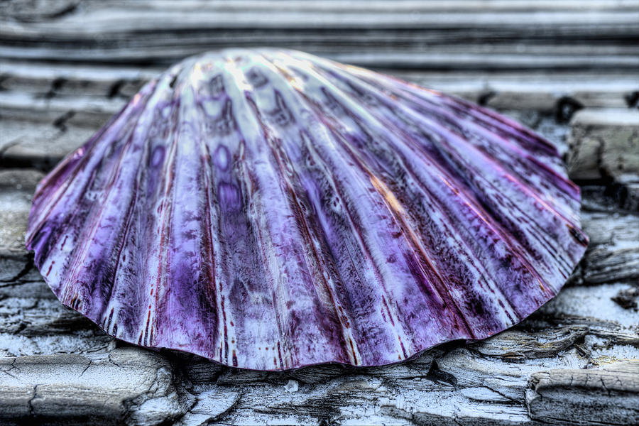 The Purple Scallop Photograph by JC Findley