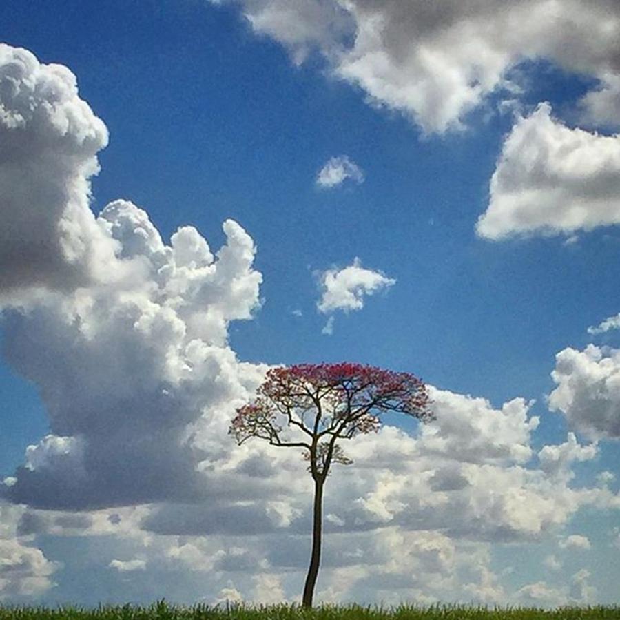 Farm Photograph - The Purple Tree - A Árvore Roxa - by Kiko Lazlo Correia