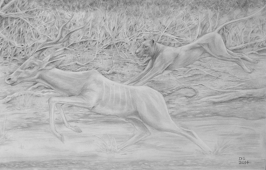 Nature Drawing - The pursuit by Duncan Sawyer