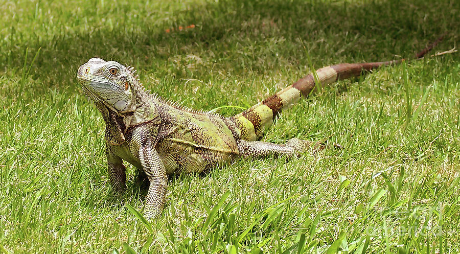 The Iguana Photograph by Raymond Earley