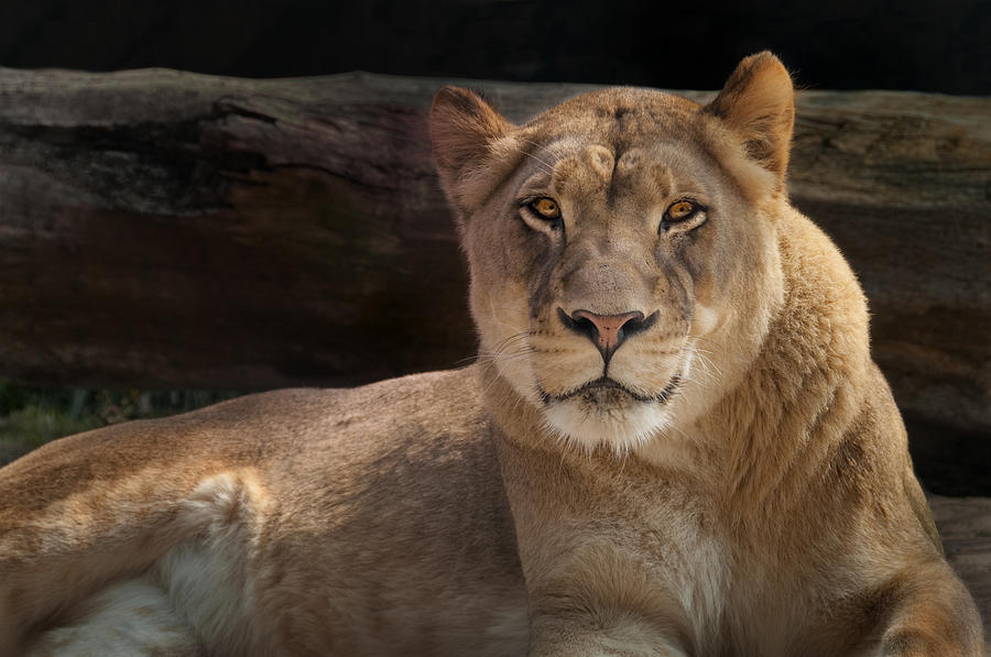 The Queen - A Lioness Watches You Photograph by Mitch Spence