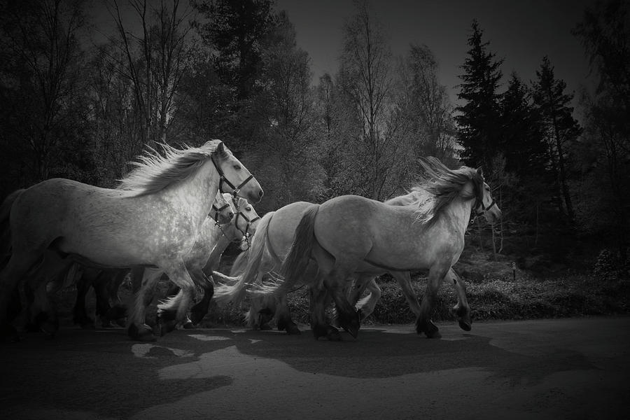 Horse Photograph - The Queens Horses by Dorit Fuhg