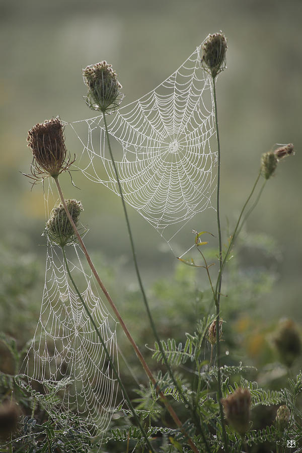 The Queens Lace Photograph by John Meader