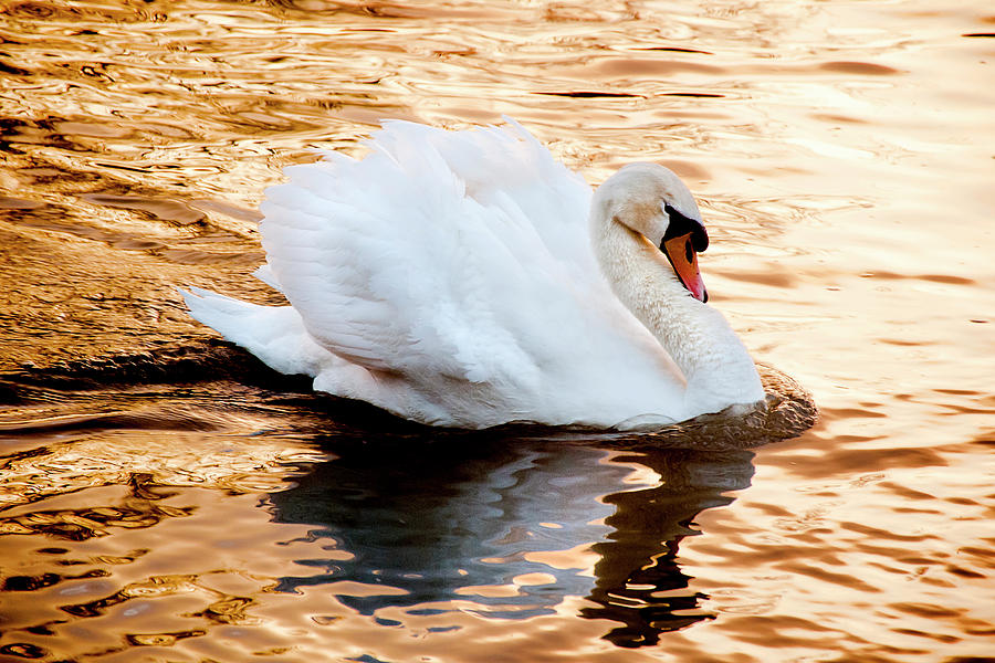 The Queens Swan Photograph by Greg Fortier