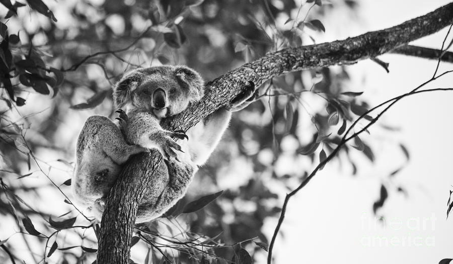 Koala Photograph - The Question by Pierre GAY Koala Photograph - The Question by Pierre GAY