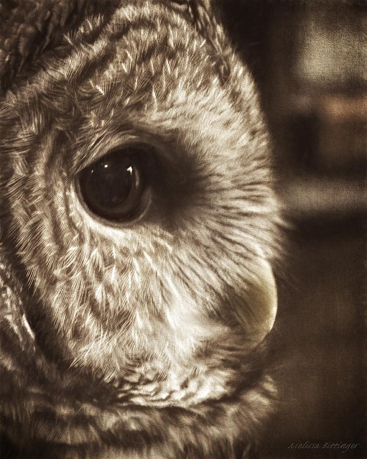 The Quiet One, Barred Owl Low Color Sepia Photograph by Melissa Bittinger