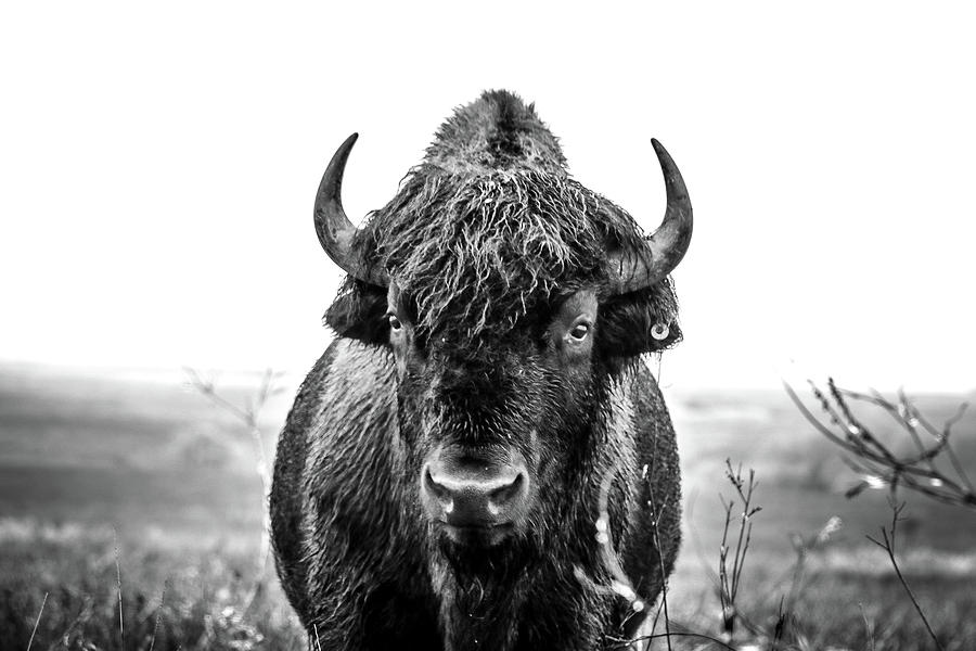 Bison Photograph - The Quiet One  by Laine Smith-MemoryLaine