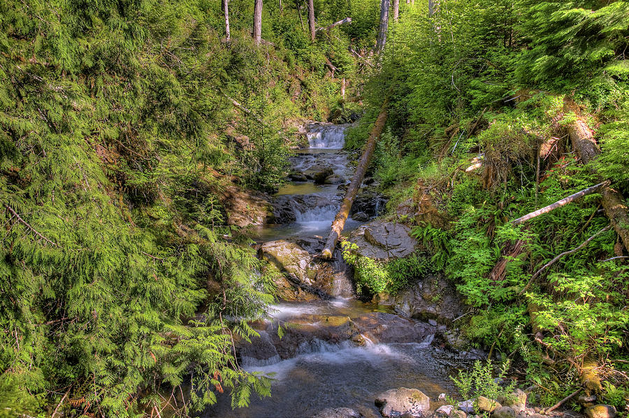 The Quinault Stream 2 Photograph by Richard J Cassato