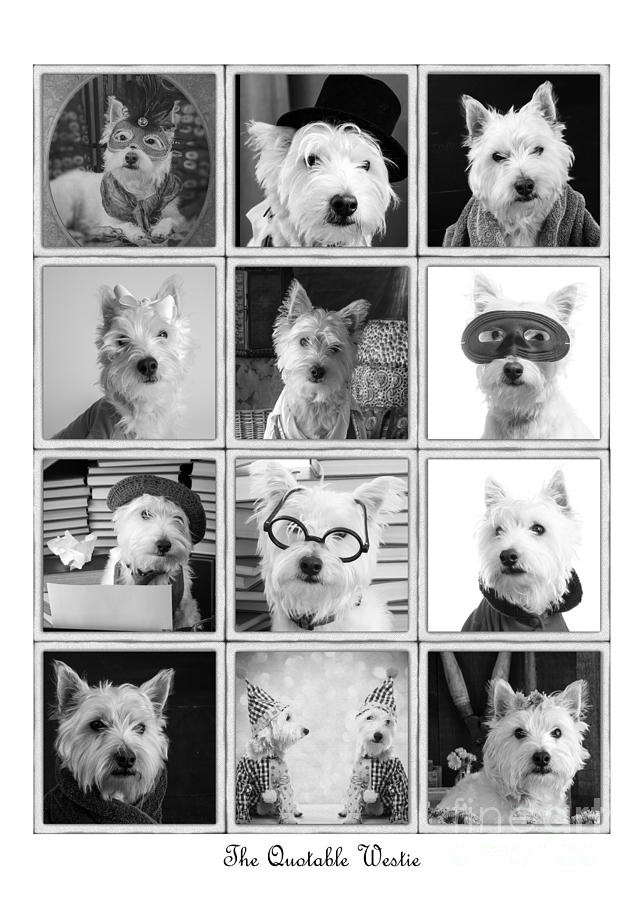 Animal Photograph - the Quotable Westie Poster by Edward Fielding