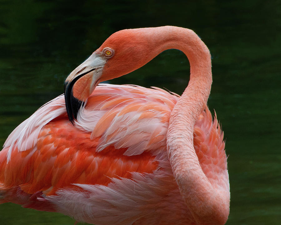 The Radiant Flamingo Photograph by Mitch Spence